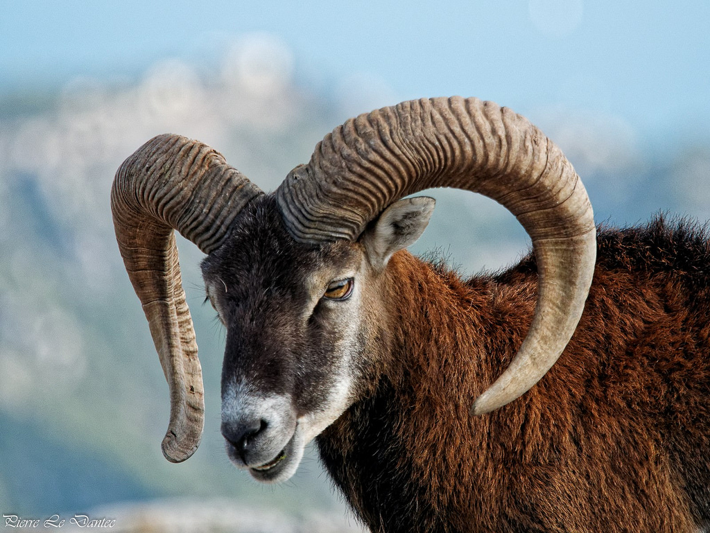 Mouflon head: close-up photo