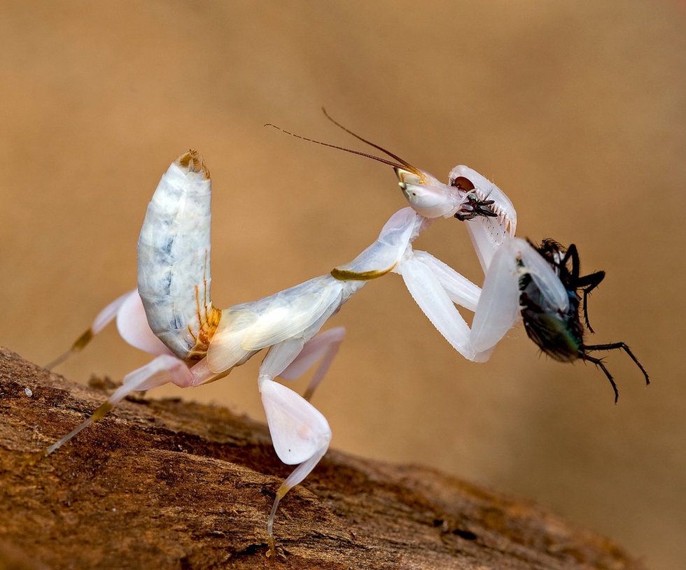 Orchideous præda speluncas Mantis