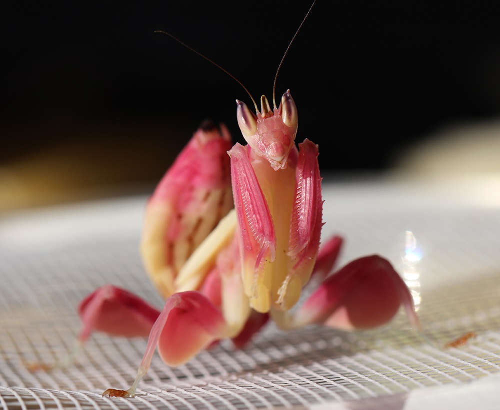 Mantis de orhidee