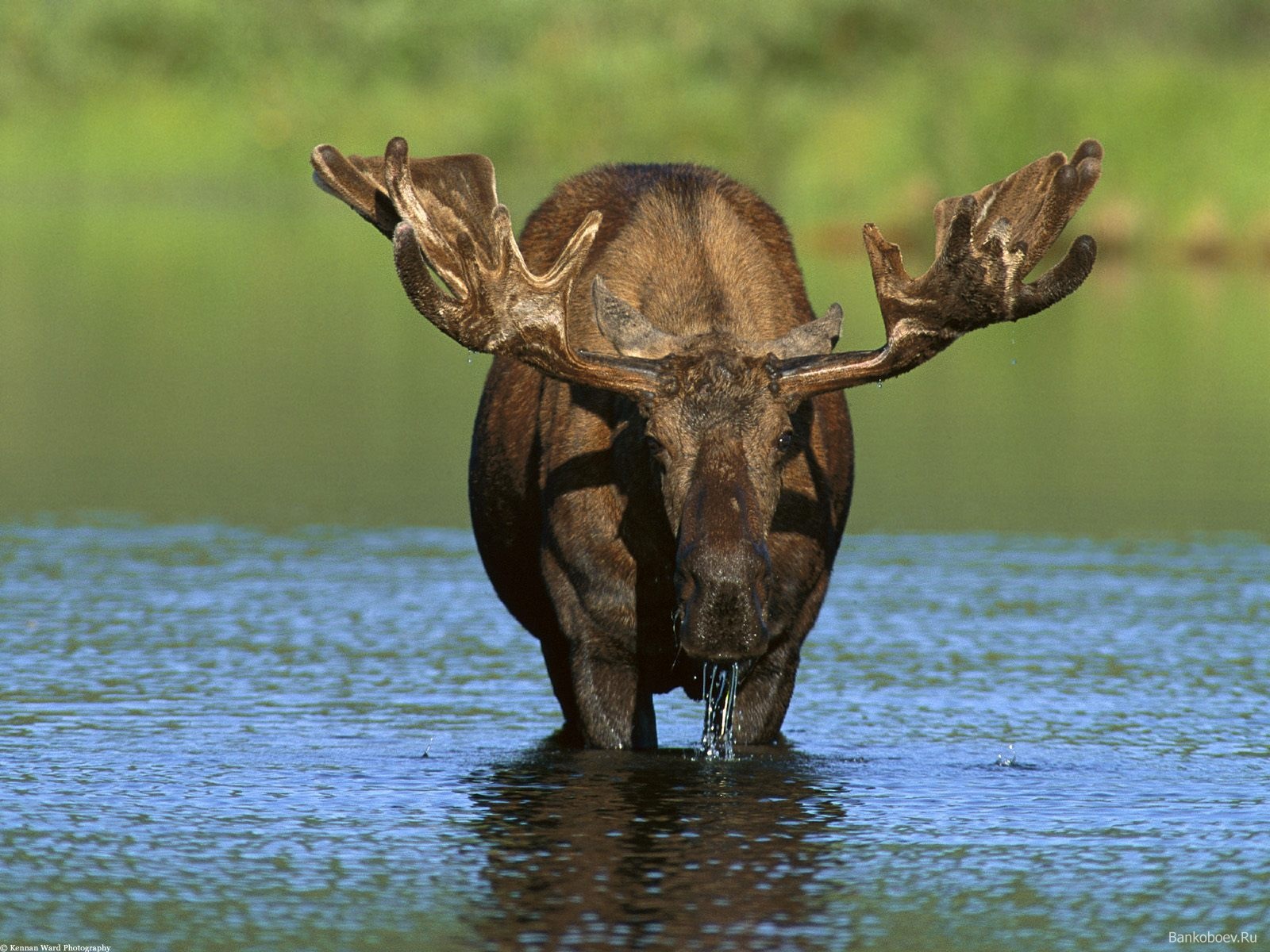 Water elk