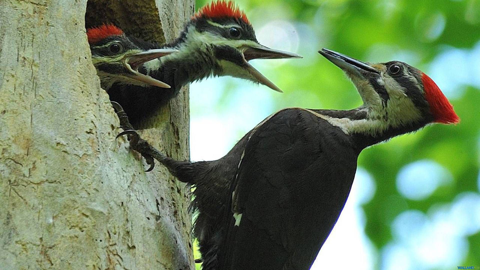 Feeding woodpecker chicks