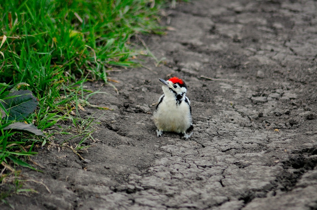 Woodpecker chick