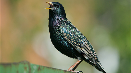 Photos of starling