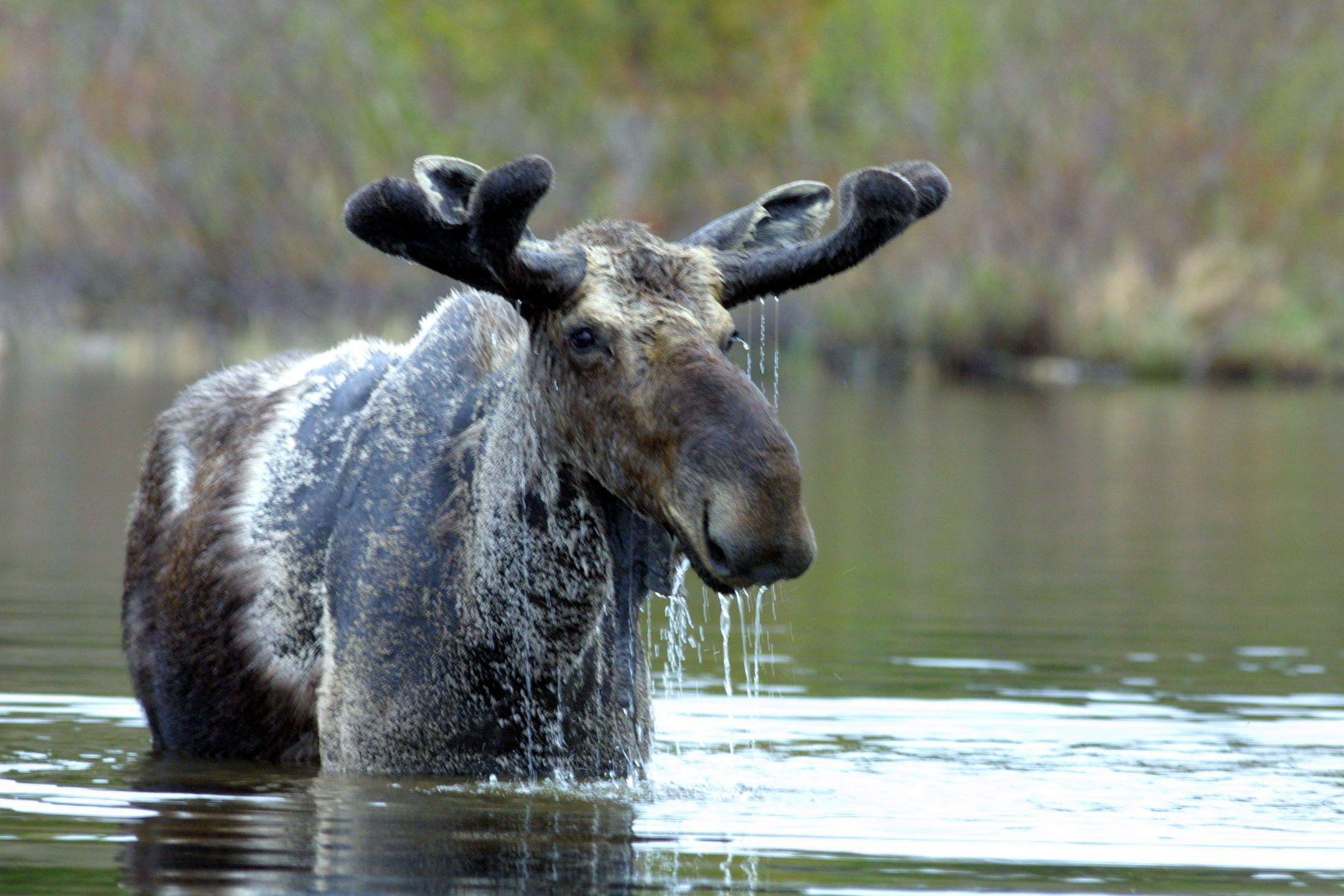 Photo of moose