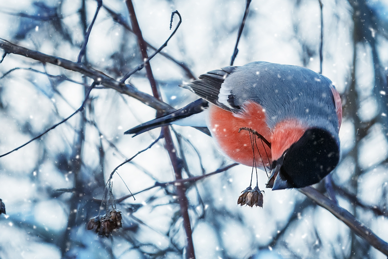 Kış aylarında şakrak kuşu fotoğrafları
