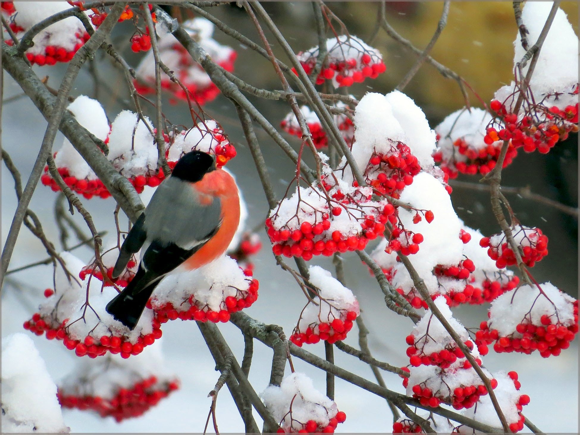 Photo of a bullfinch in winter on a mountain ash