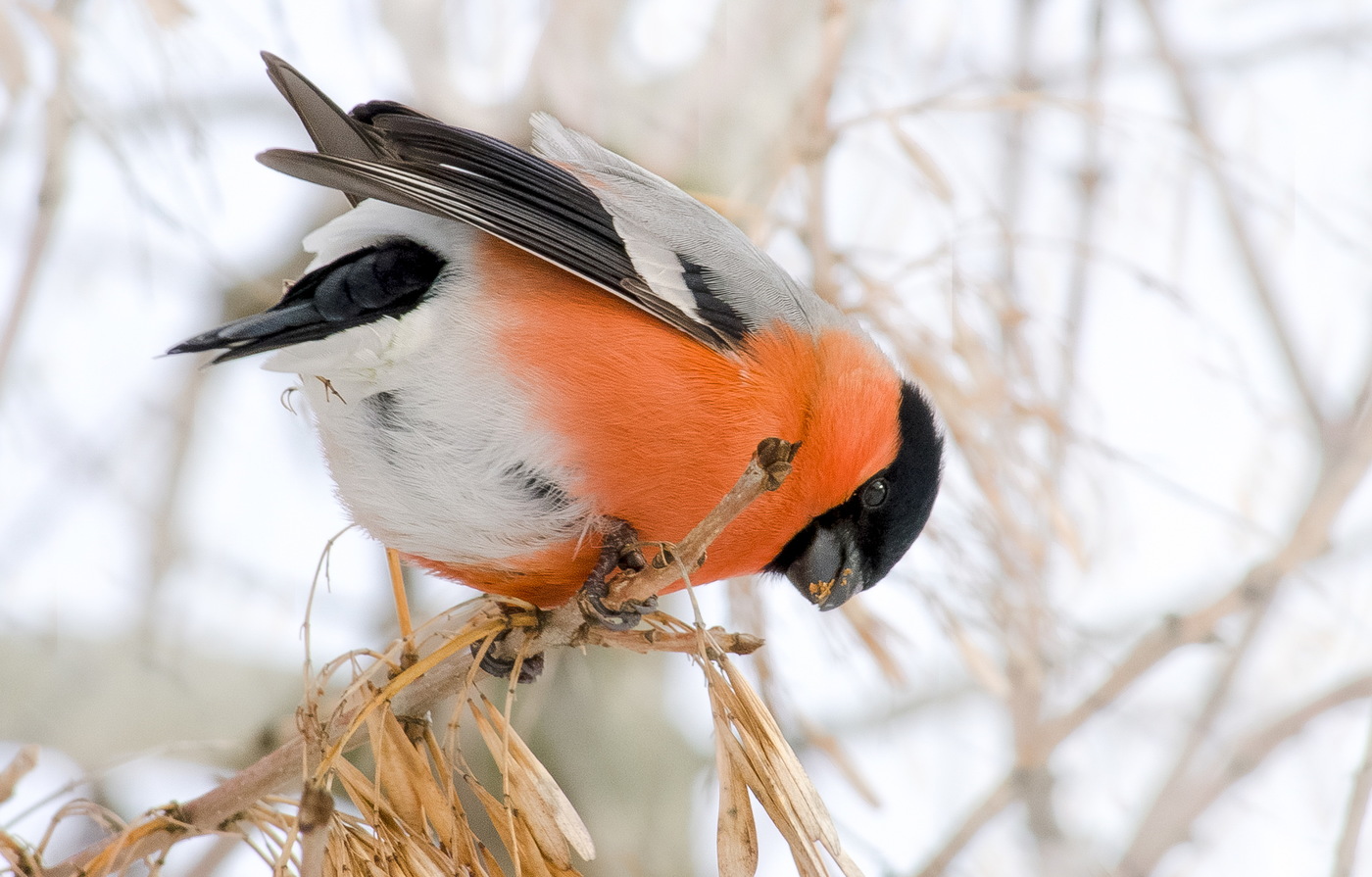 Foto bullfinch ing musim dingin
