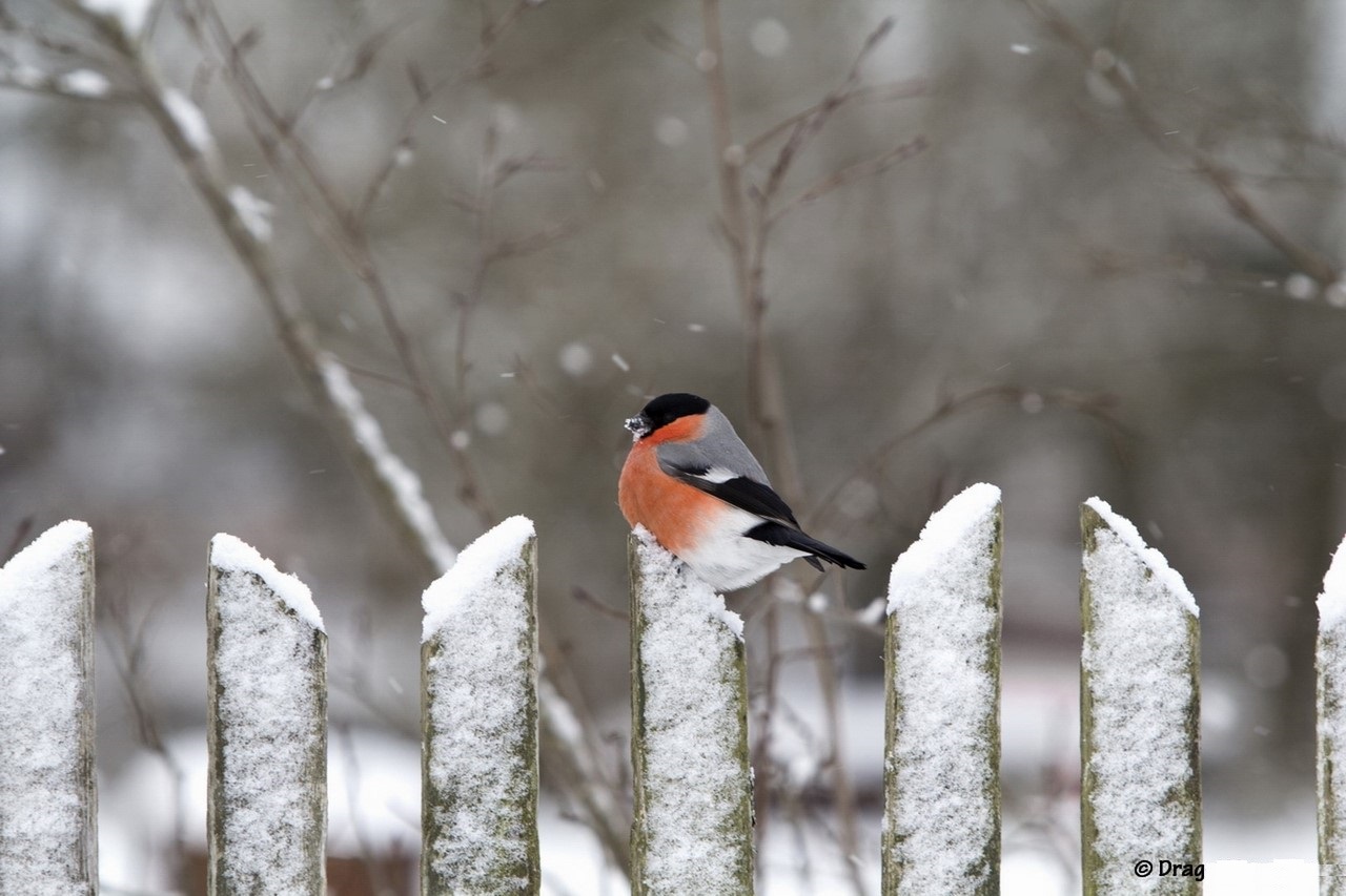 Photos of a bullfinch in winter on the fence
