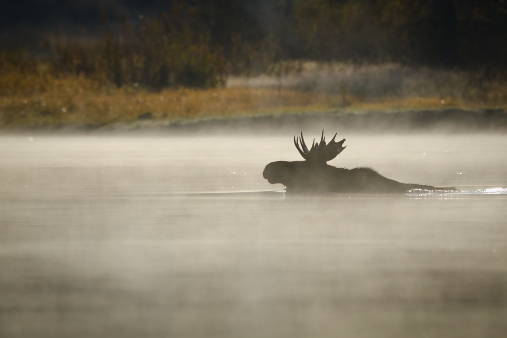 Elk swimming