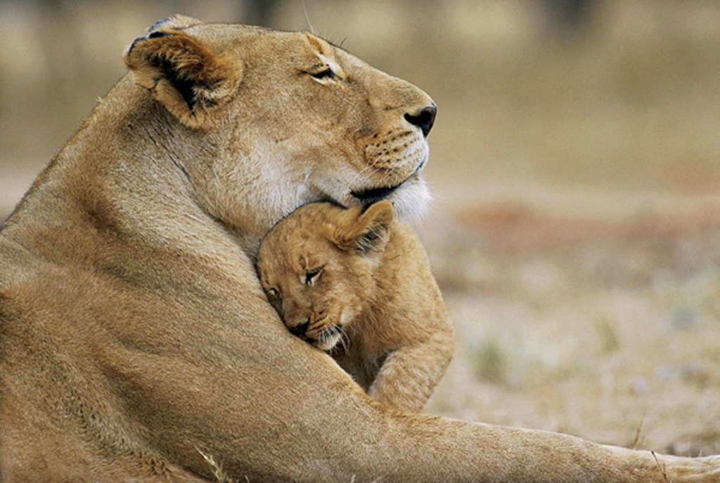 Lioness og løve cub