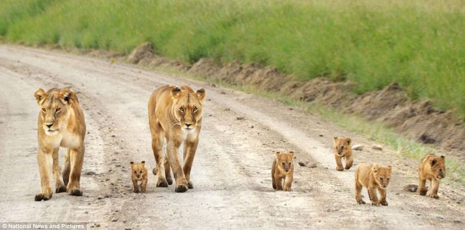 Leoa e filhotes de leão