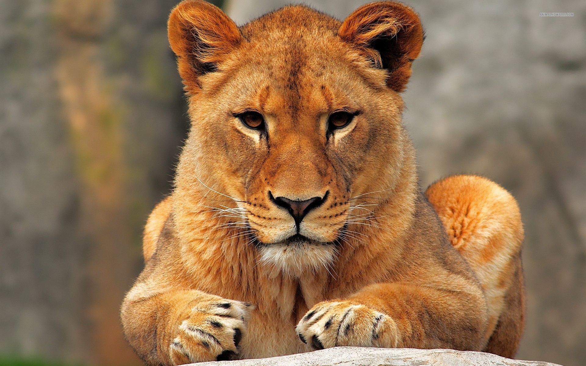 Lioness lepää