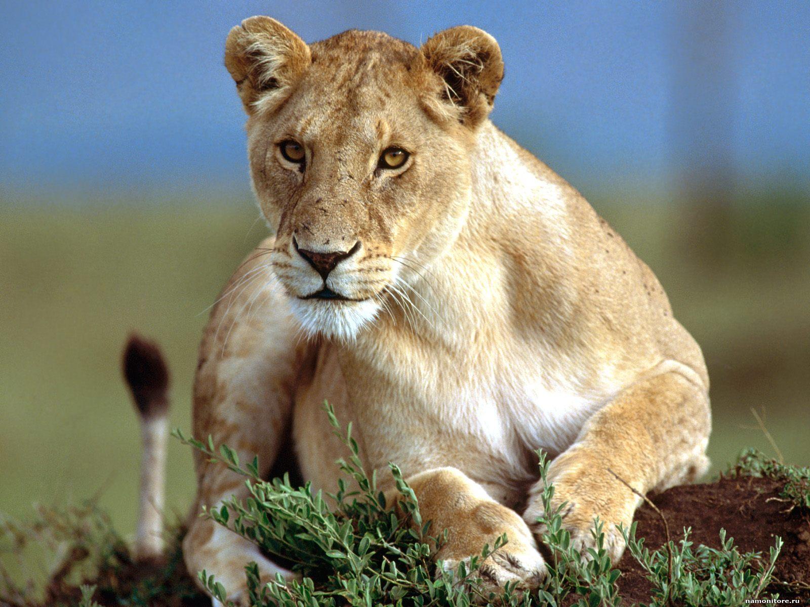 Foto av en løveinne