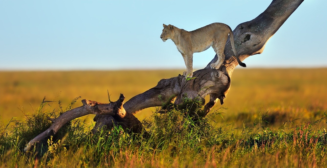 Máma je blízko, moment v živote lvov v národnom parku Serengeti