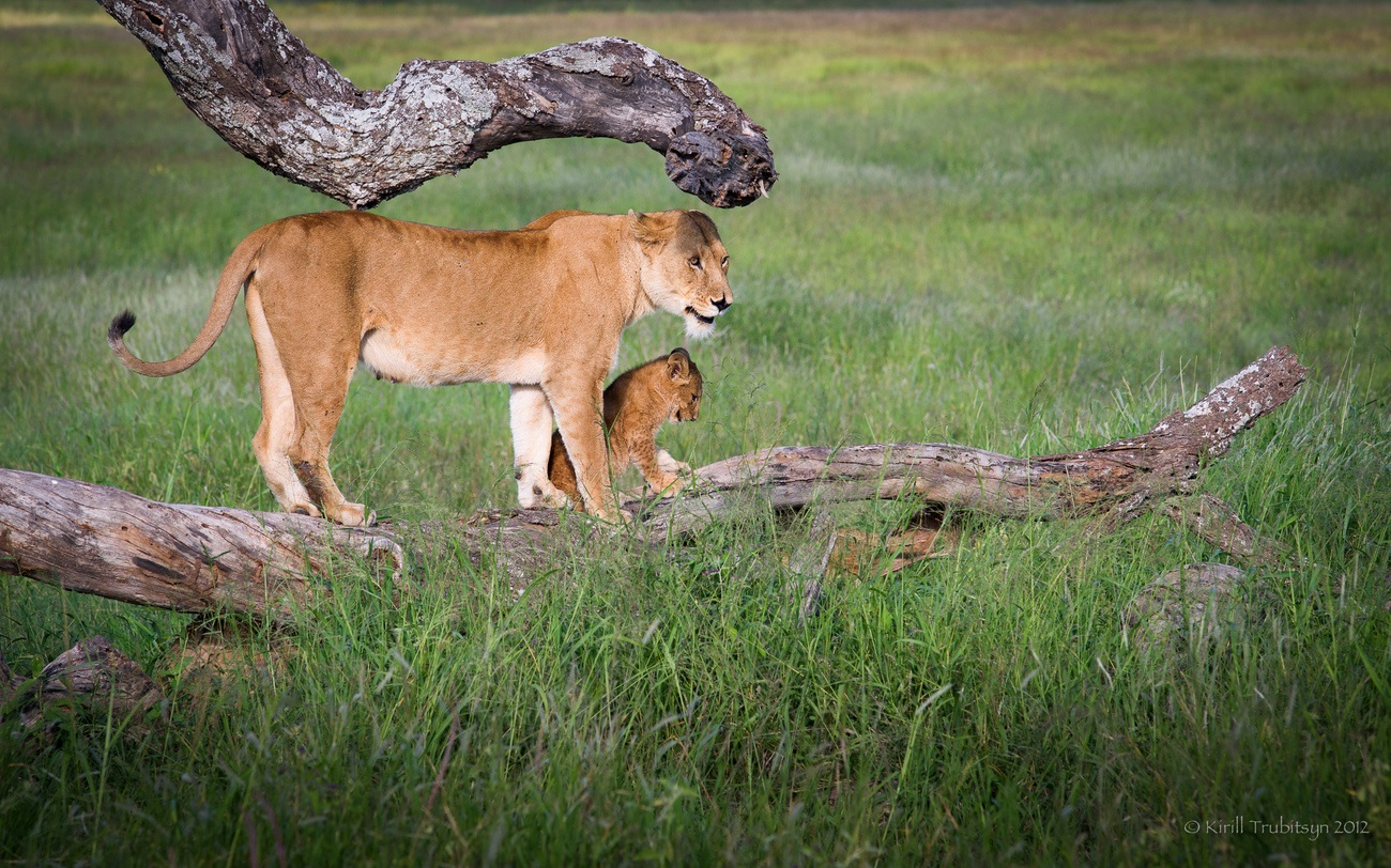 Yon lioness ap repoze devan yon lachas lannwit nan Serengeti National Park la
