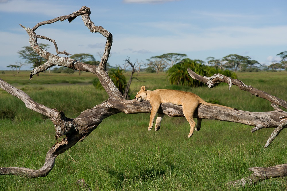 Foto van een leeuwin in Serengeti National Park