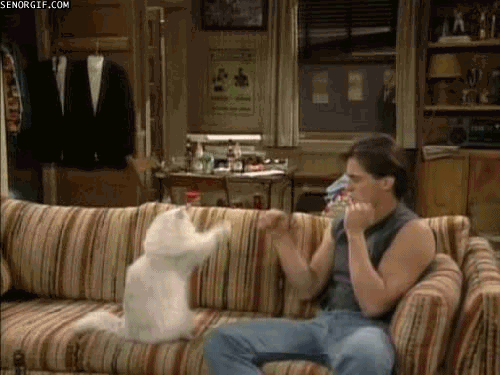 Gif pictures with cats