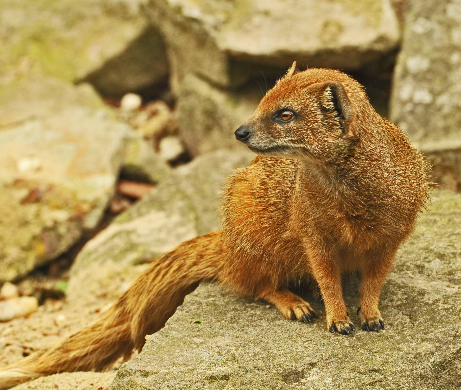 Fotografija mongoose