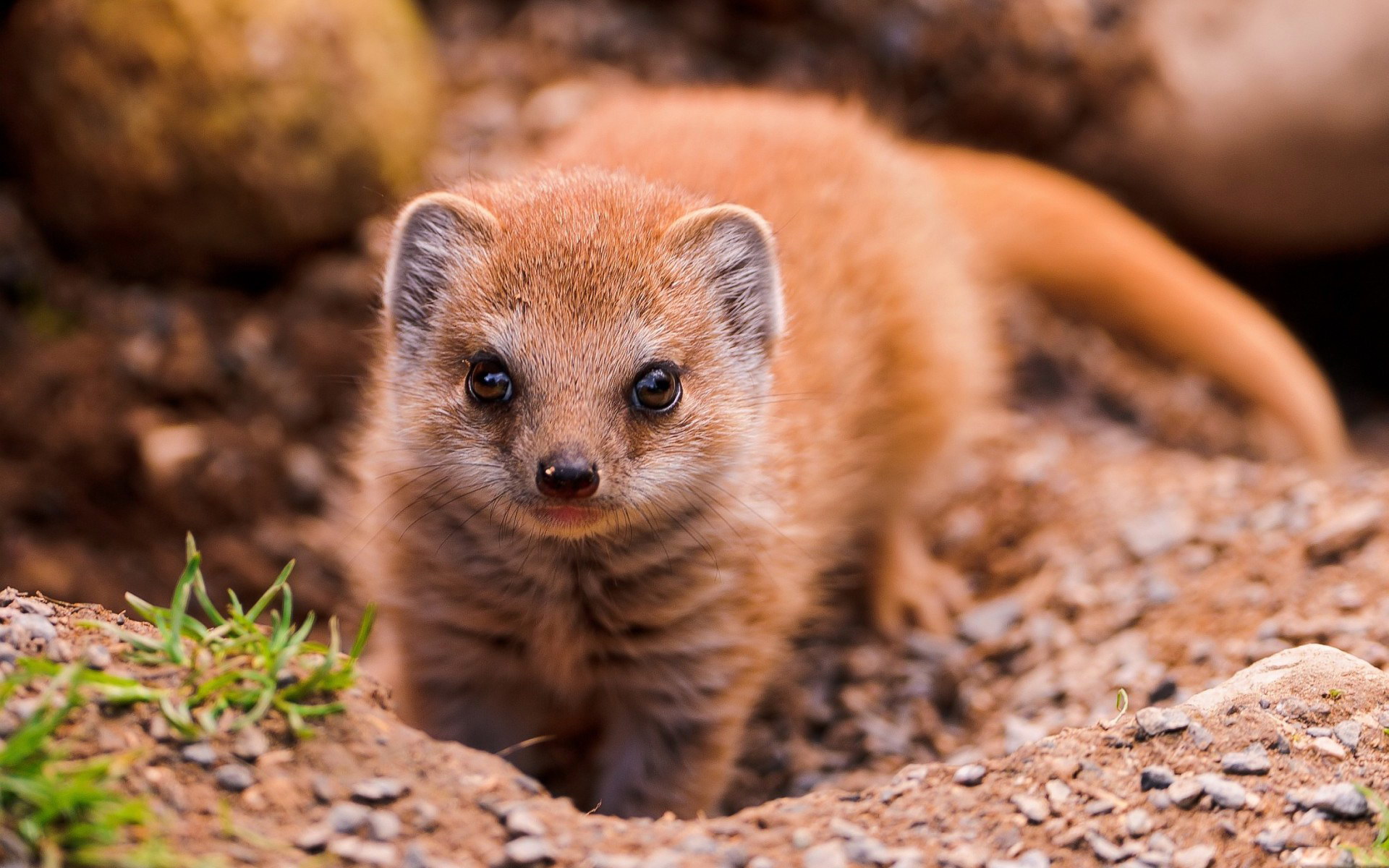 Young Mongoose