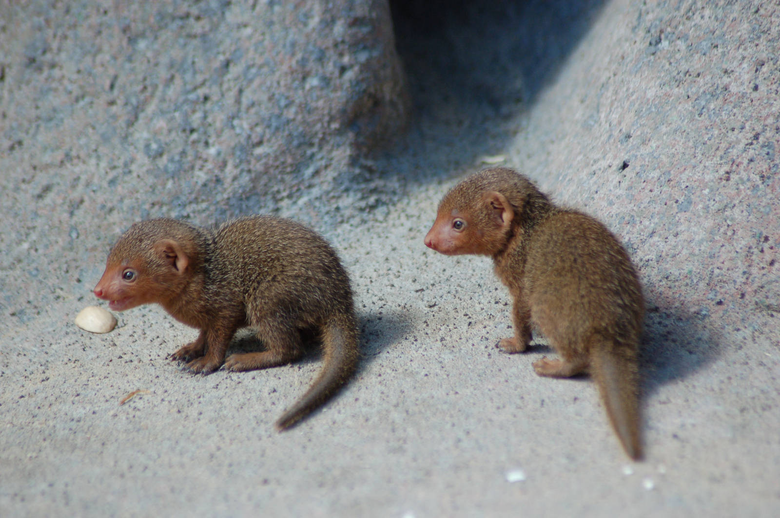 Mongoose filios terræ consurgere facis