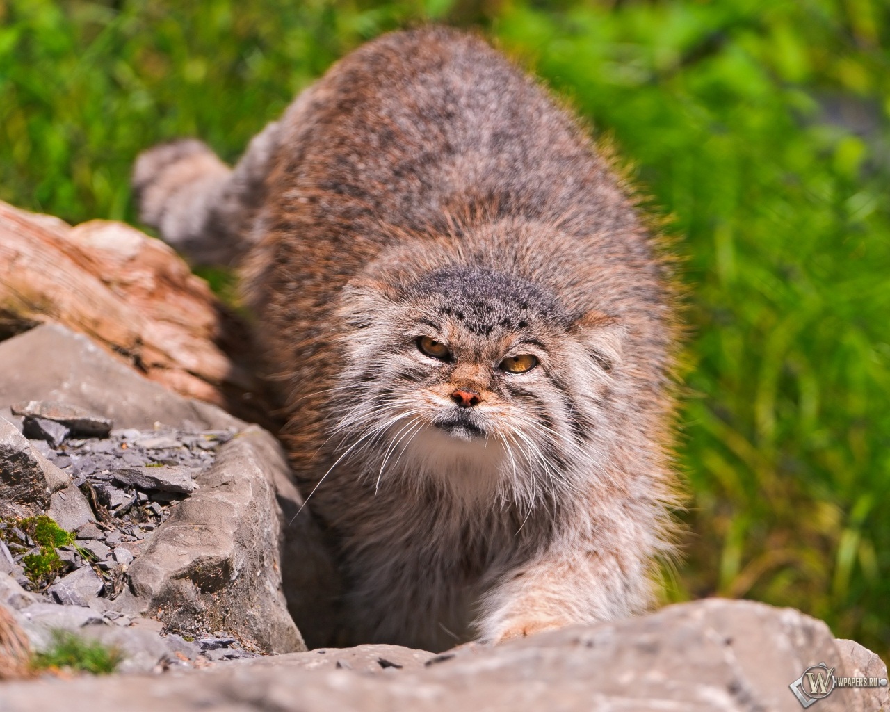 Chat manul
