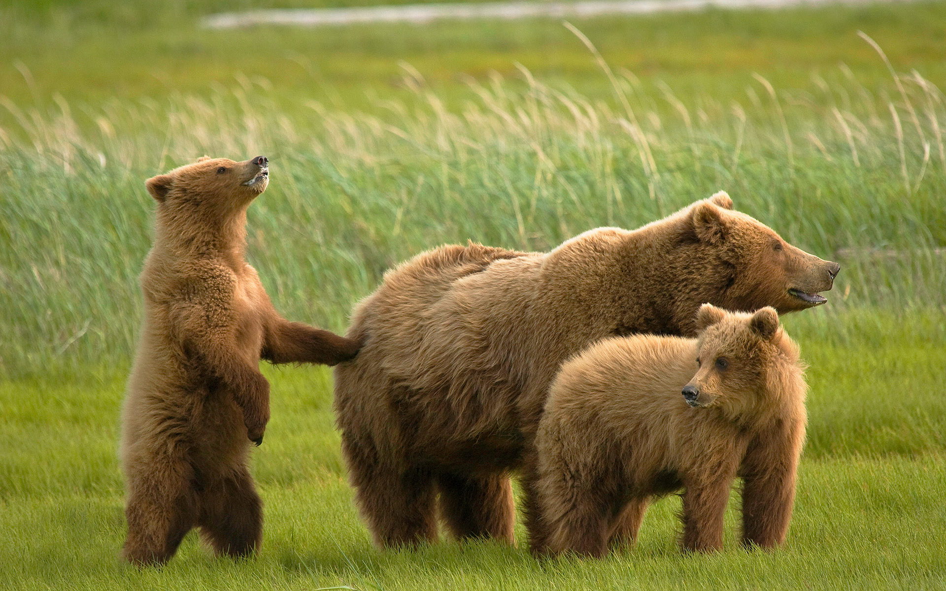 Beruang dengan cubs