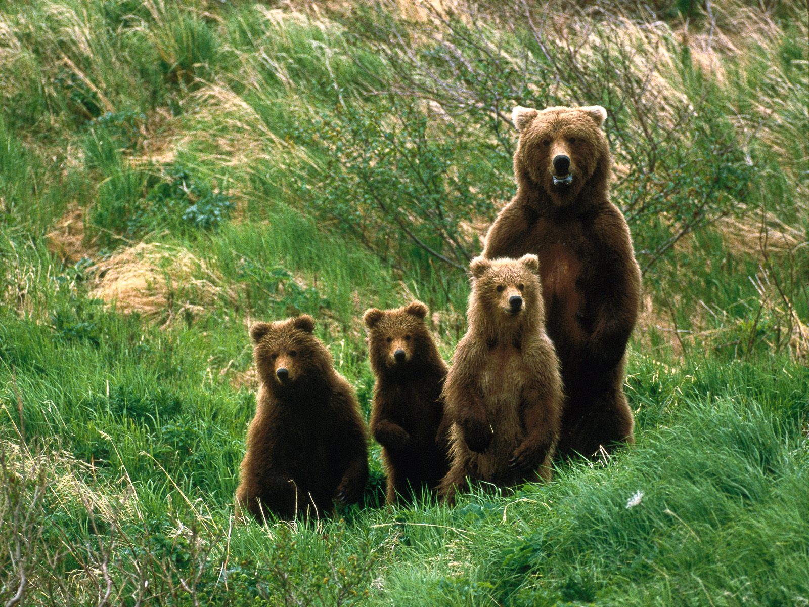 Bear s tromi mláďatami