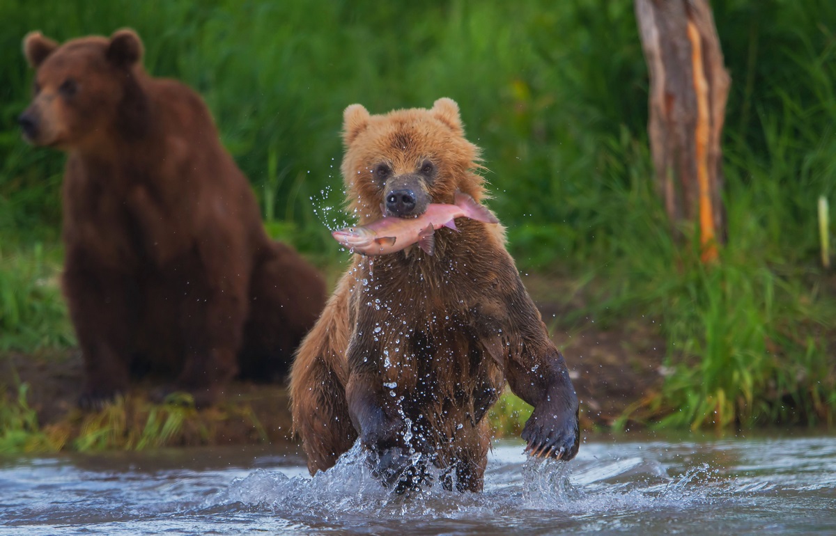Beruang menangkap ikan