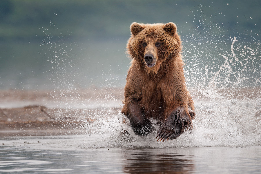 Medvjed ribolov