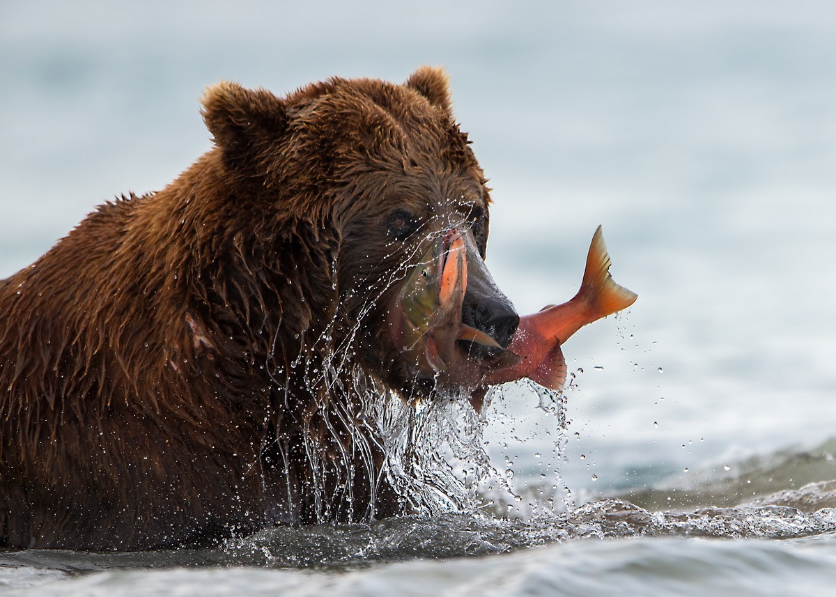 Niedźwiedź złowił łososia