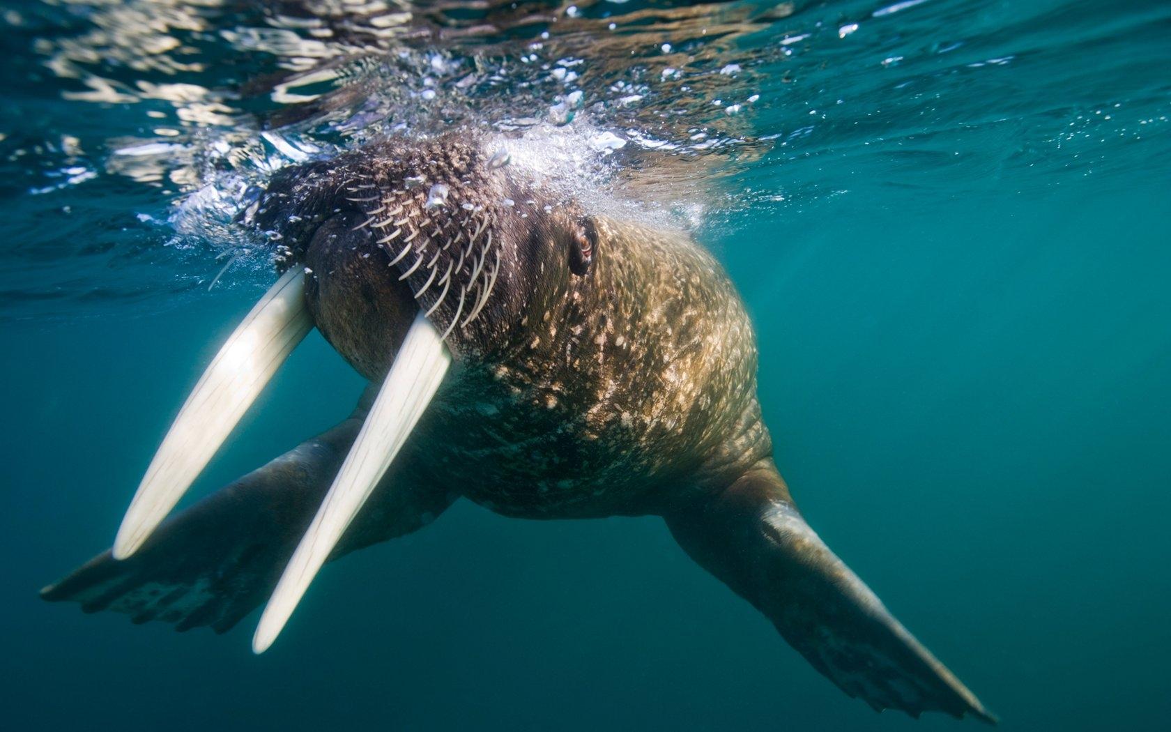 Walrus onder water