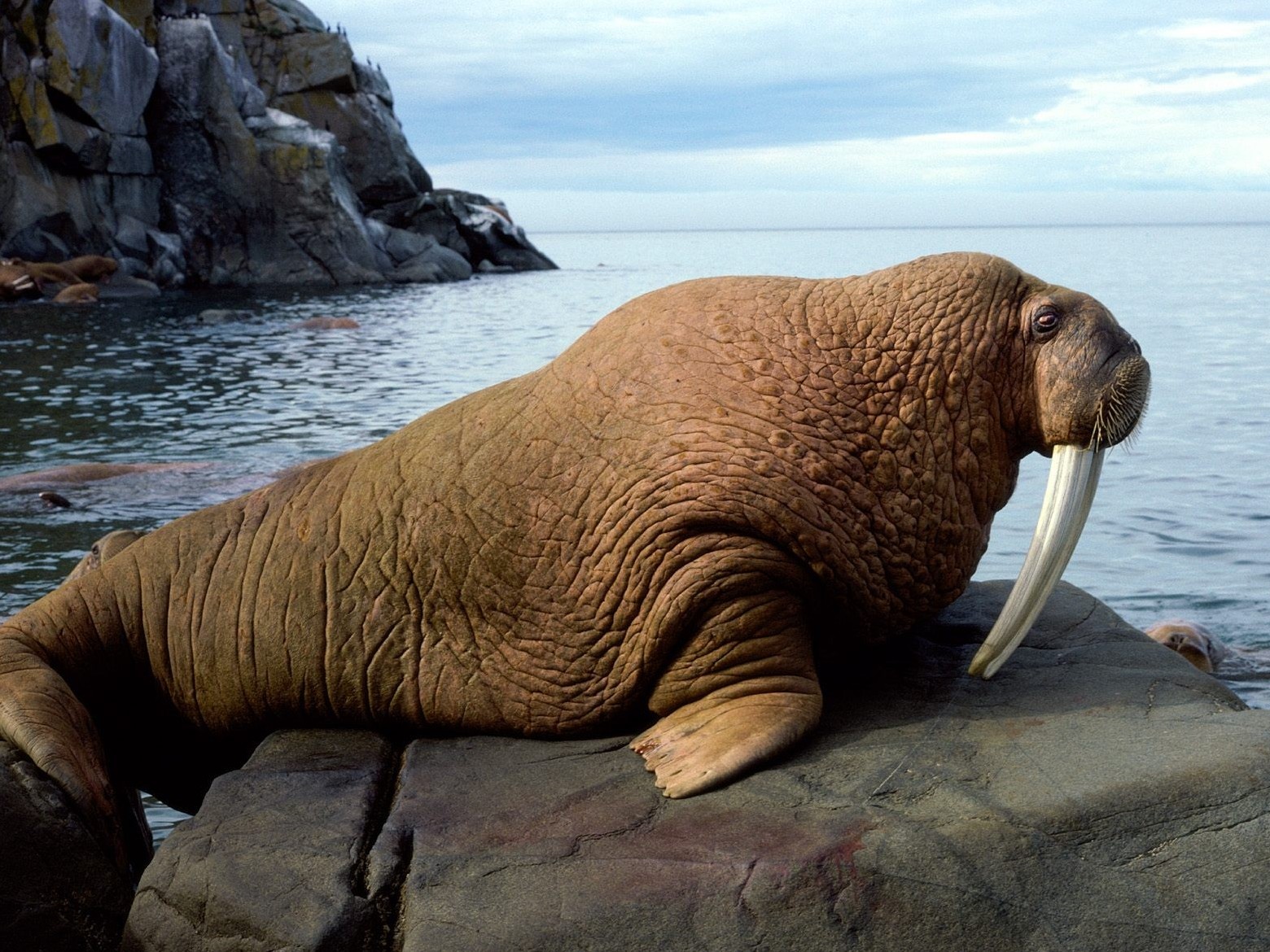Walrus i luga o le matafaga