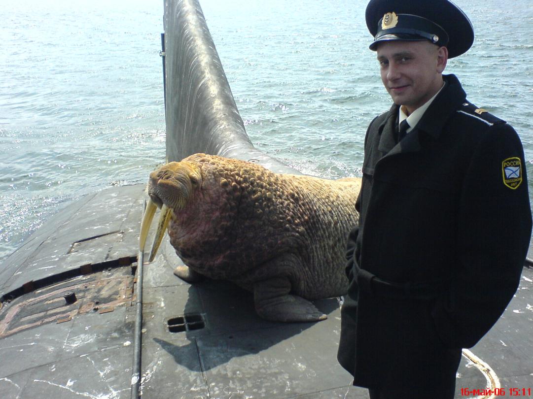 Walrus i luga o se submarine