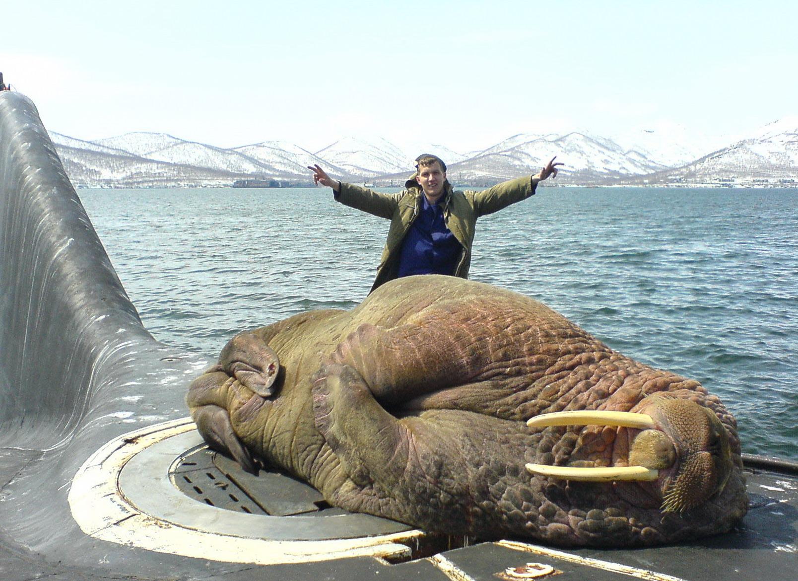 Walrus di atas kapal selam