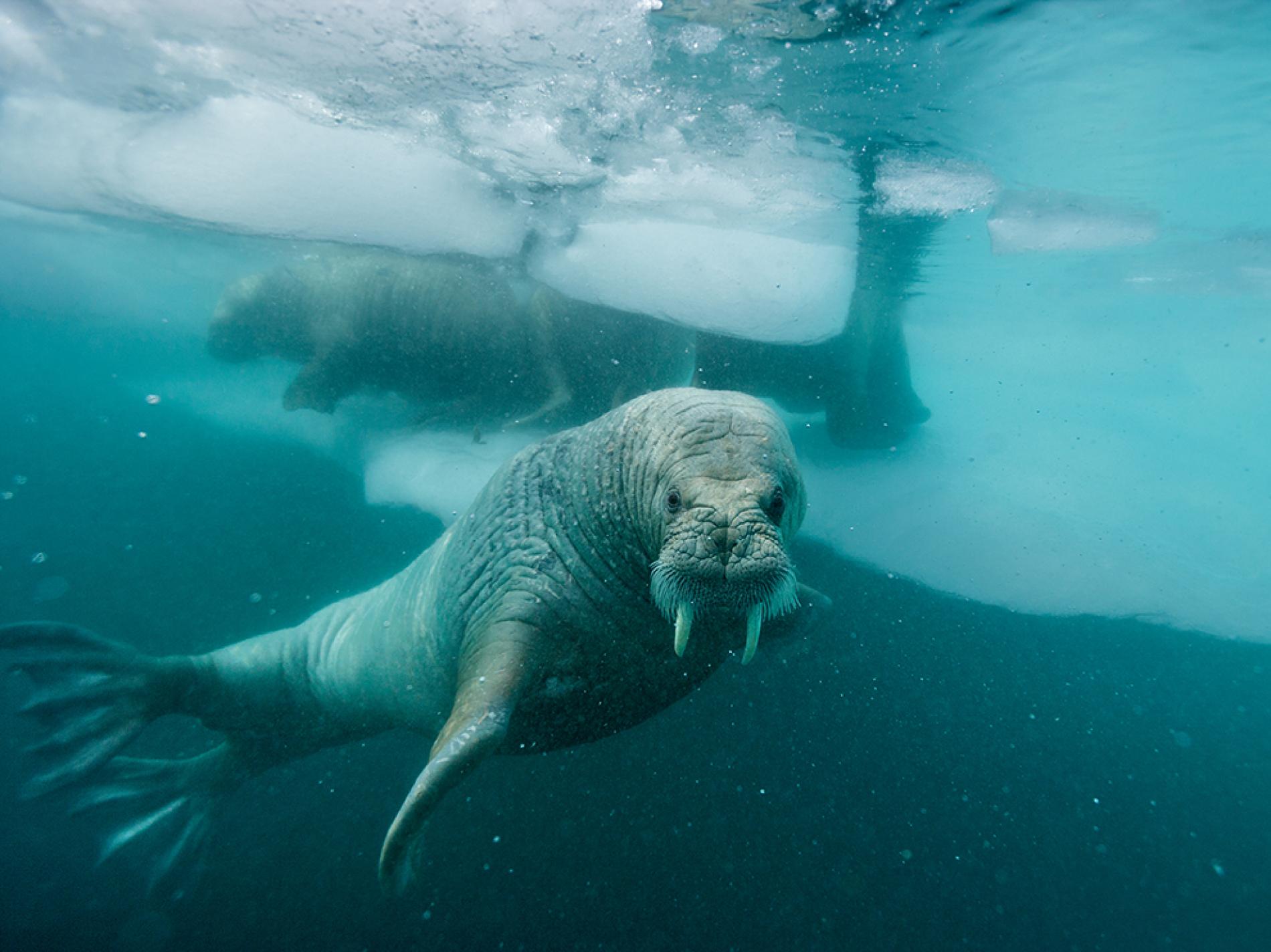 Walrus ënner Waasser aus der Küst vum Grönland