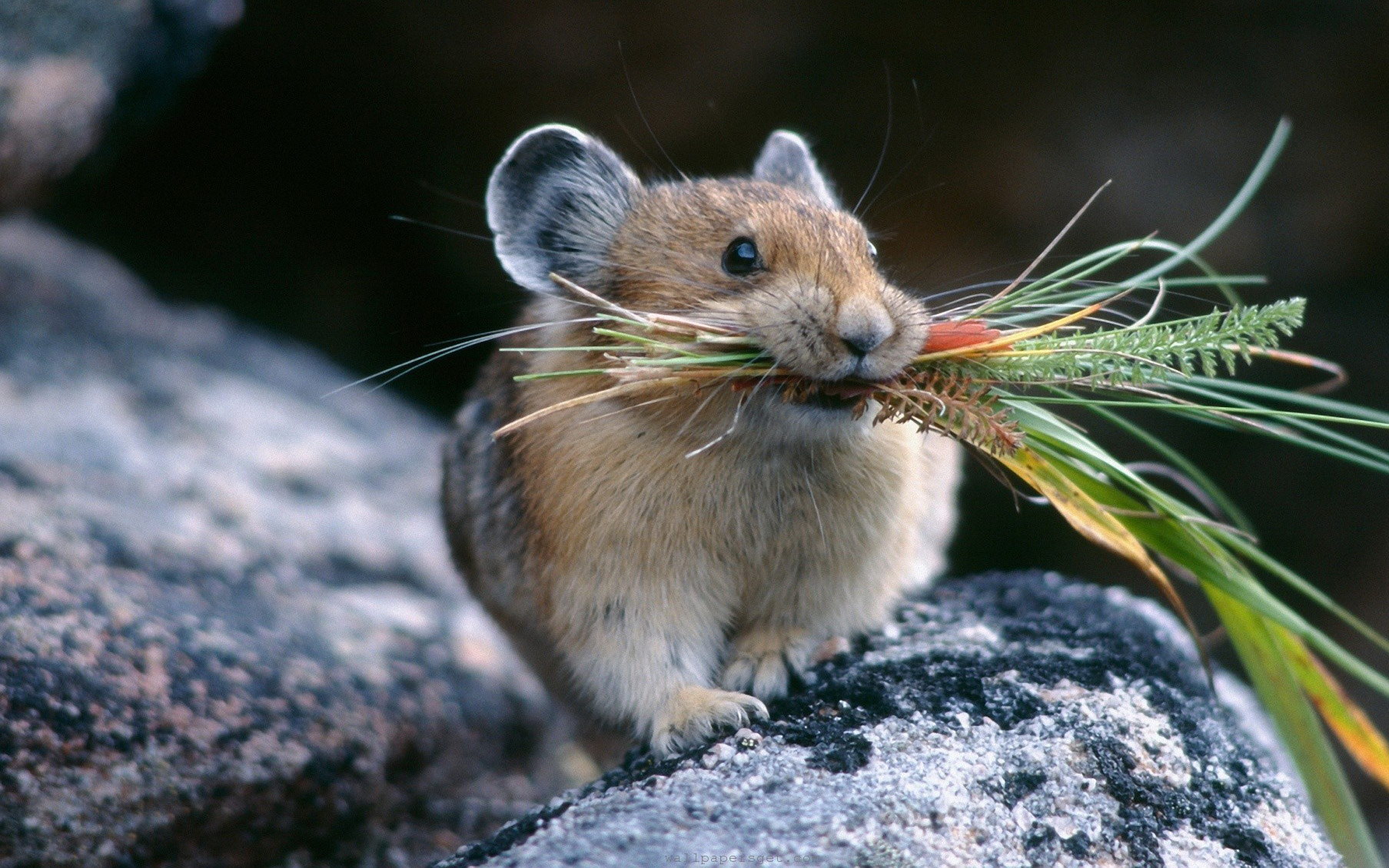 Mouse with food