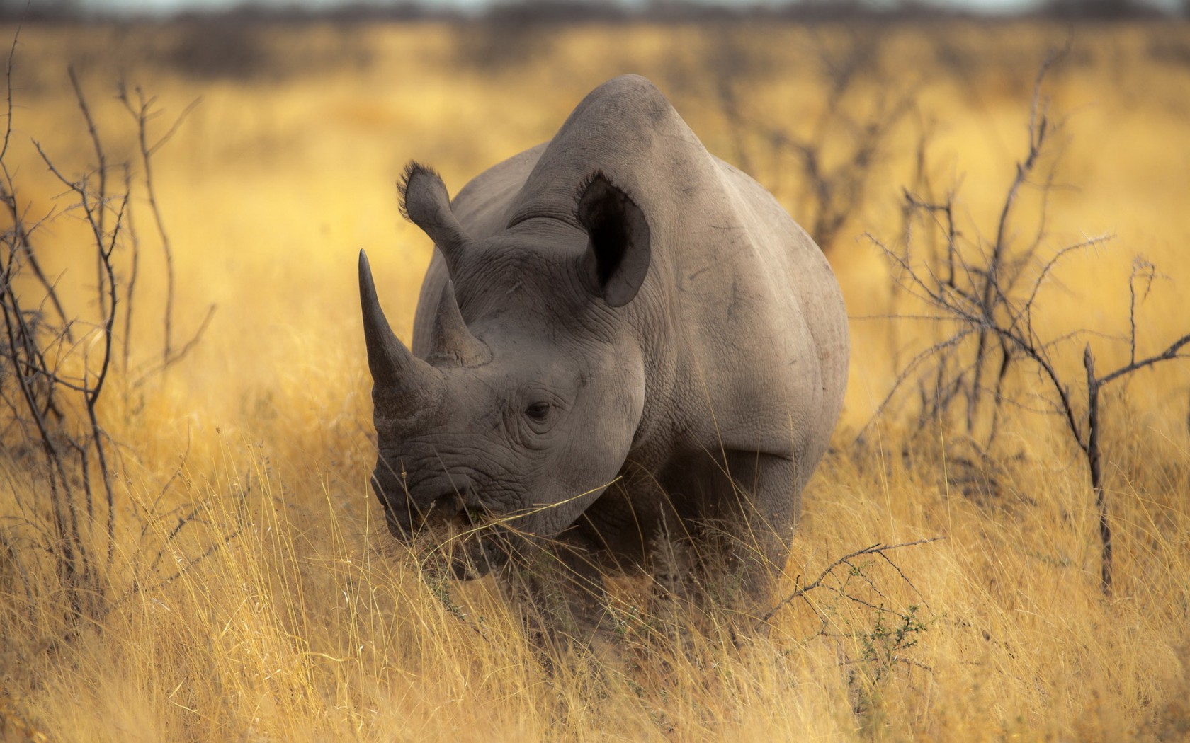 Foto rinoceronte