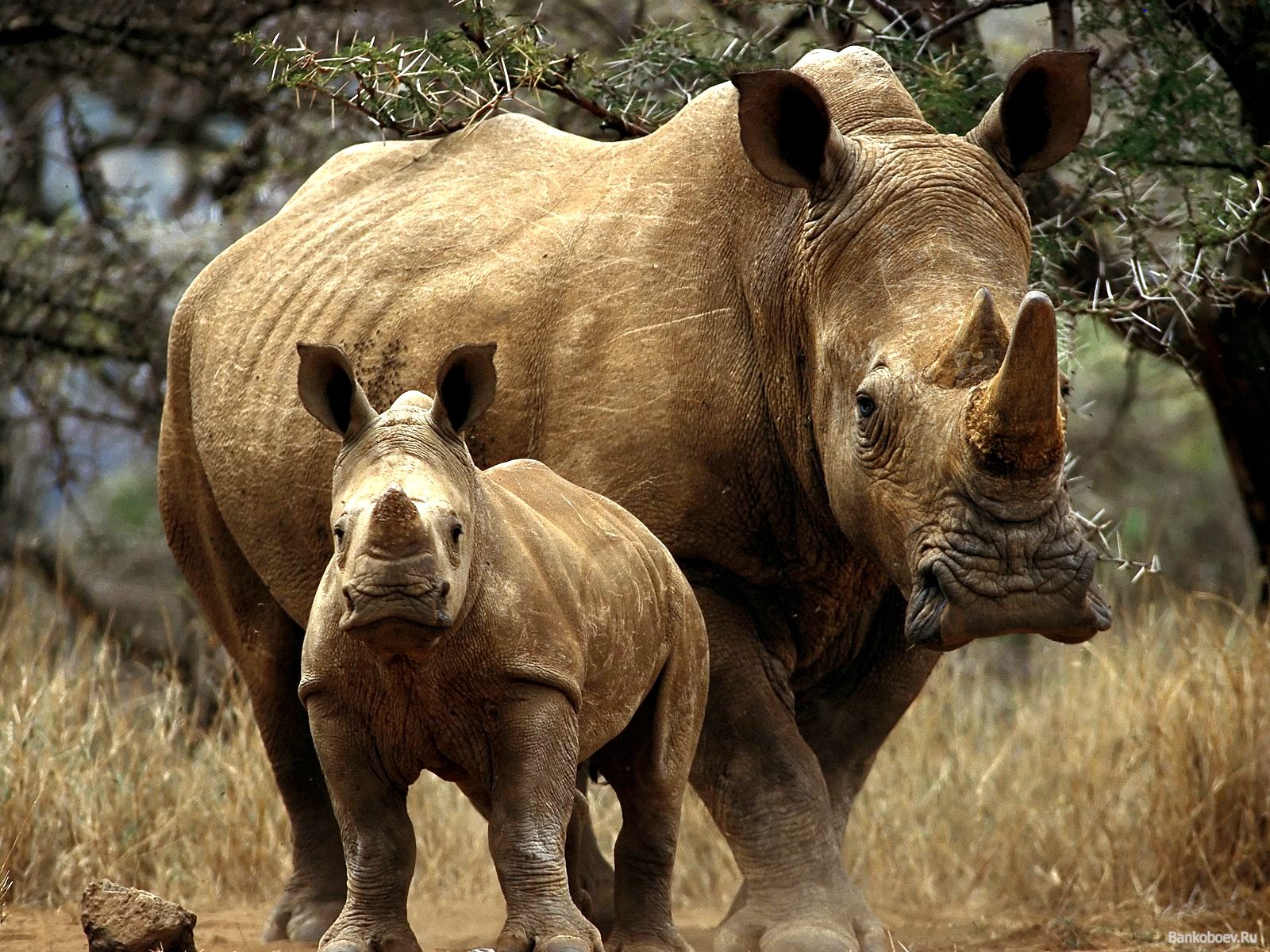 Mamá rinoceronte con un cachorro