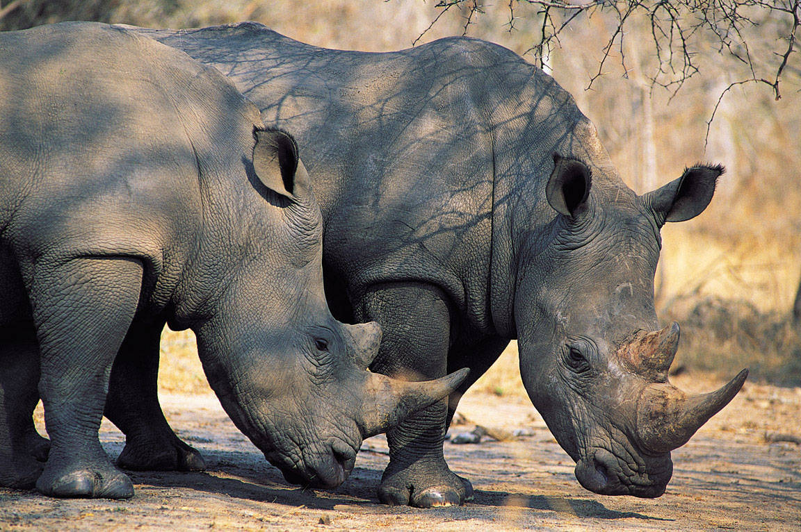 ორი rhino