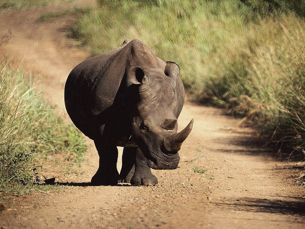 Rhino sur la route