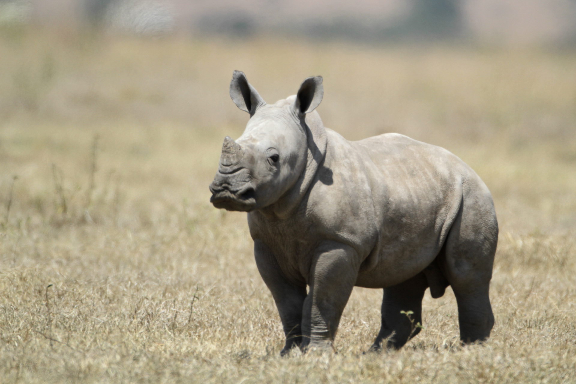 Rhino ພຽງເລັກນ້ອຍ