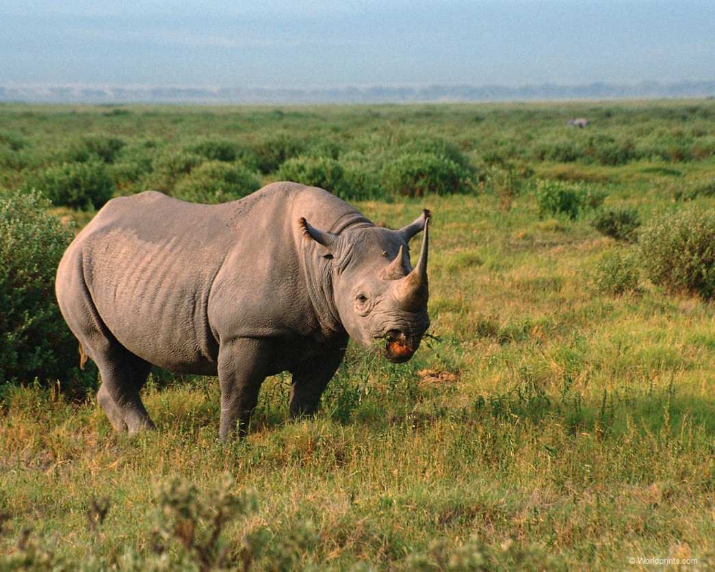 Ritratt ta 'rhino fin-natura