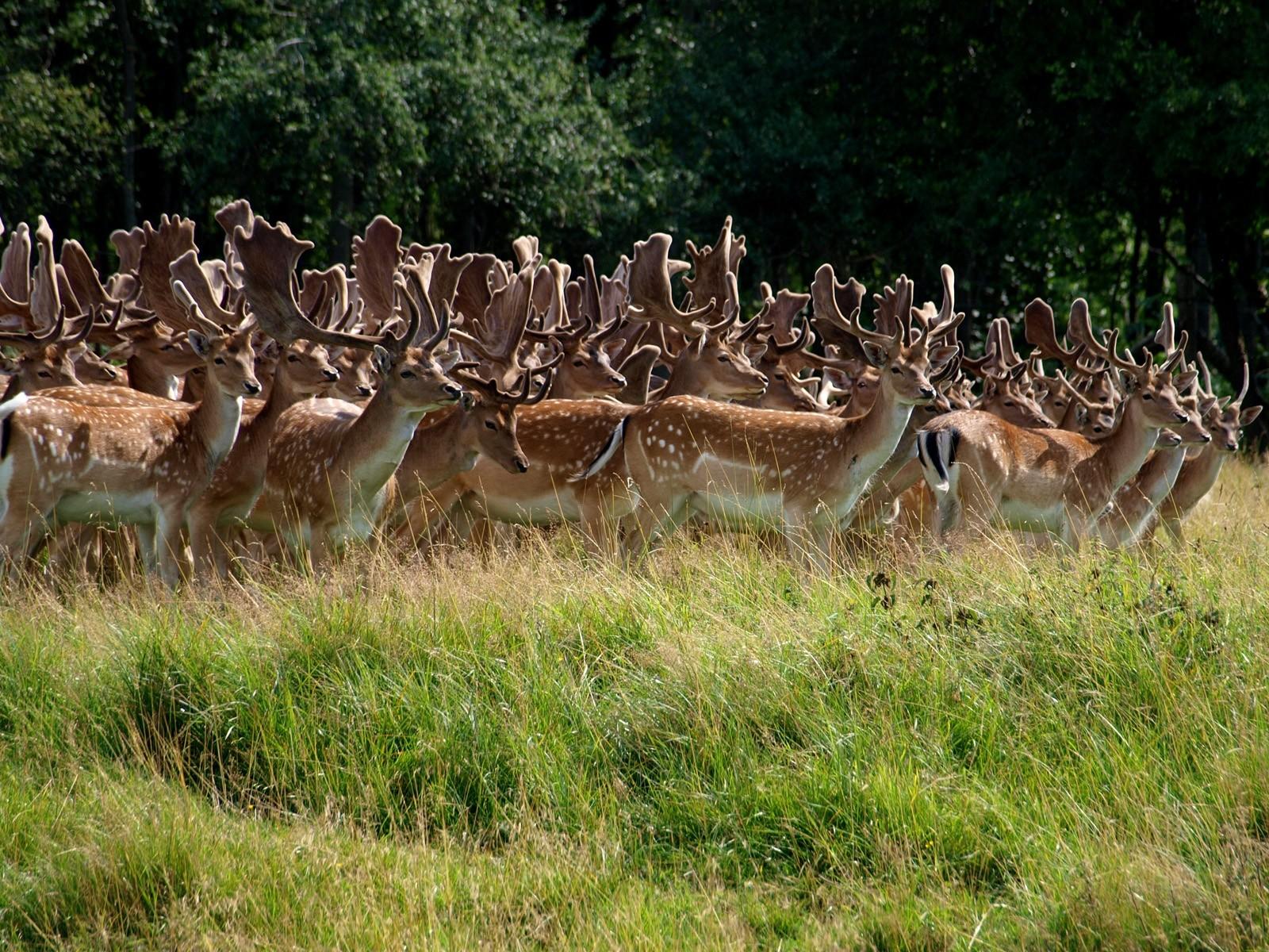 鹿の群れ