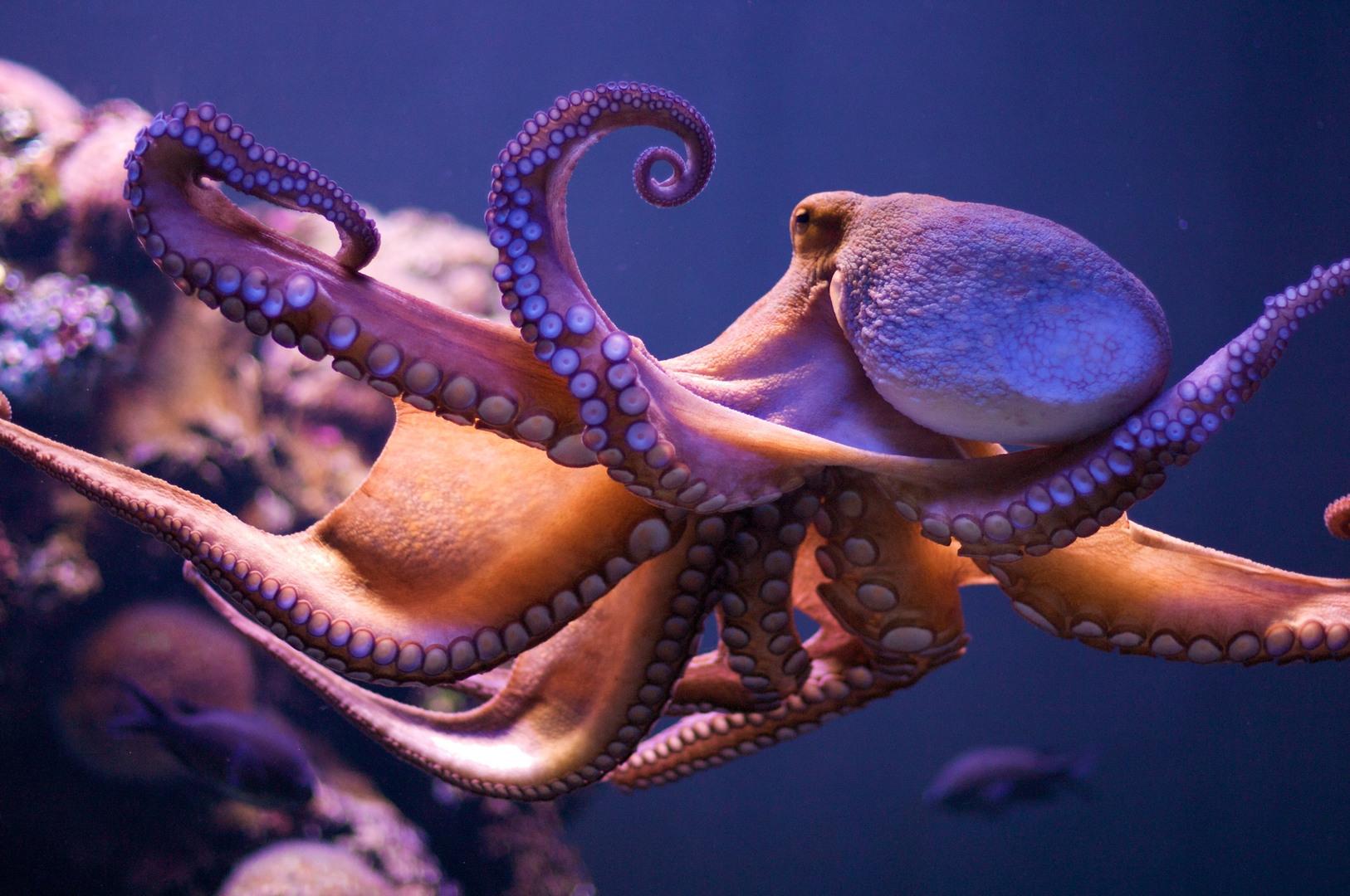 Astoņkāju foto