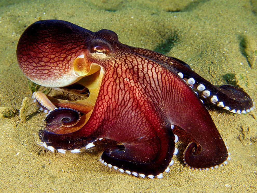 Прекрасен октопод