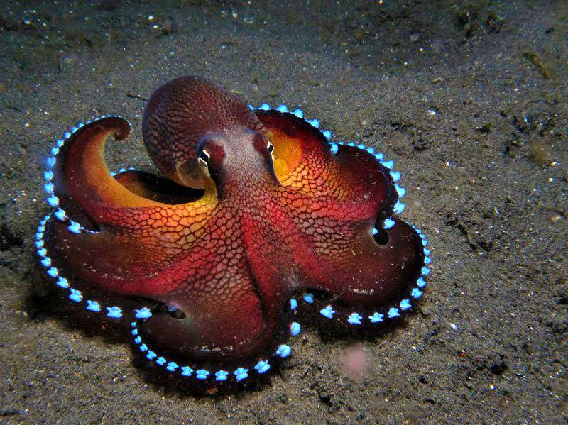 I-octopus ekhanyayo