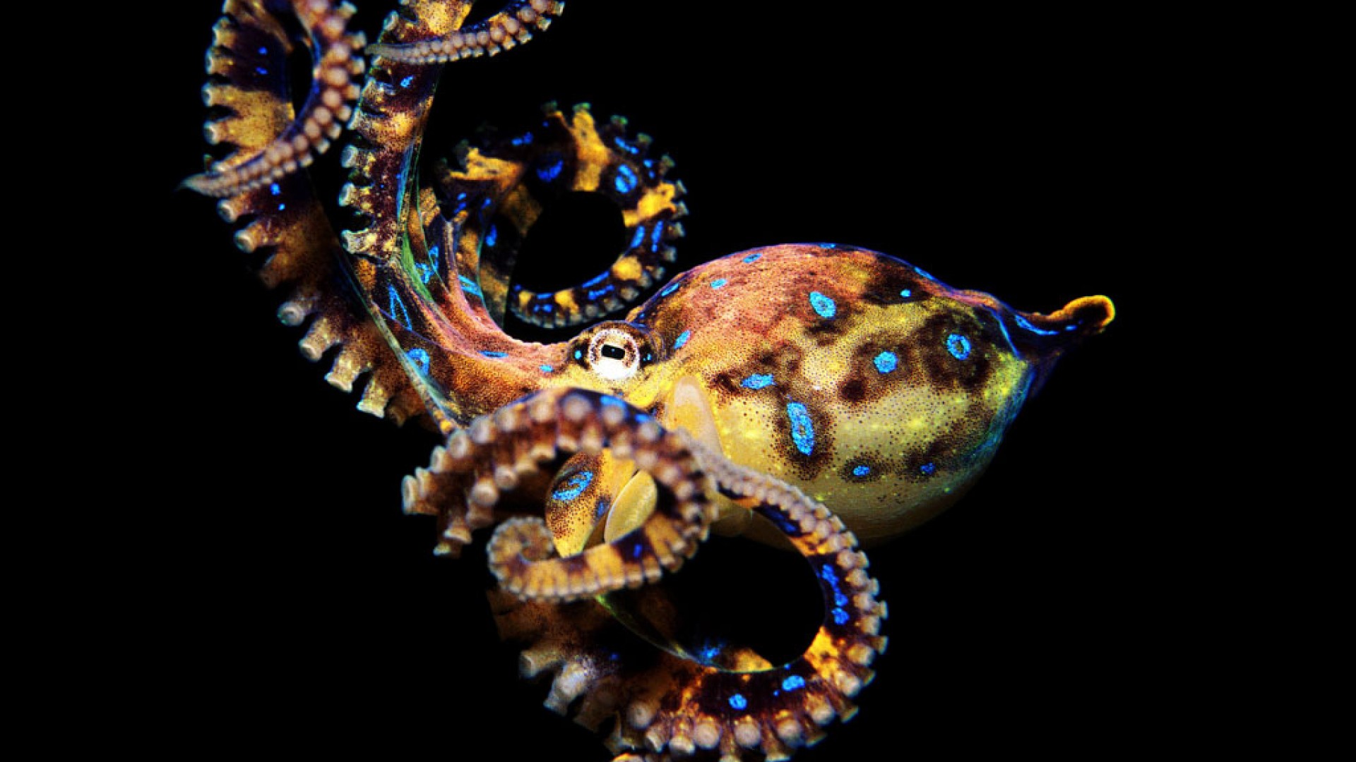 I-octopus ekhanyayo