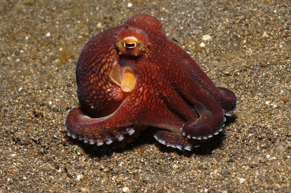 ઓક્ટોપસ
