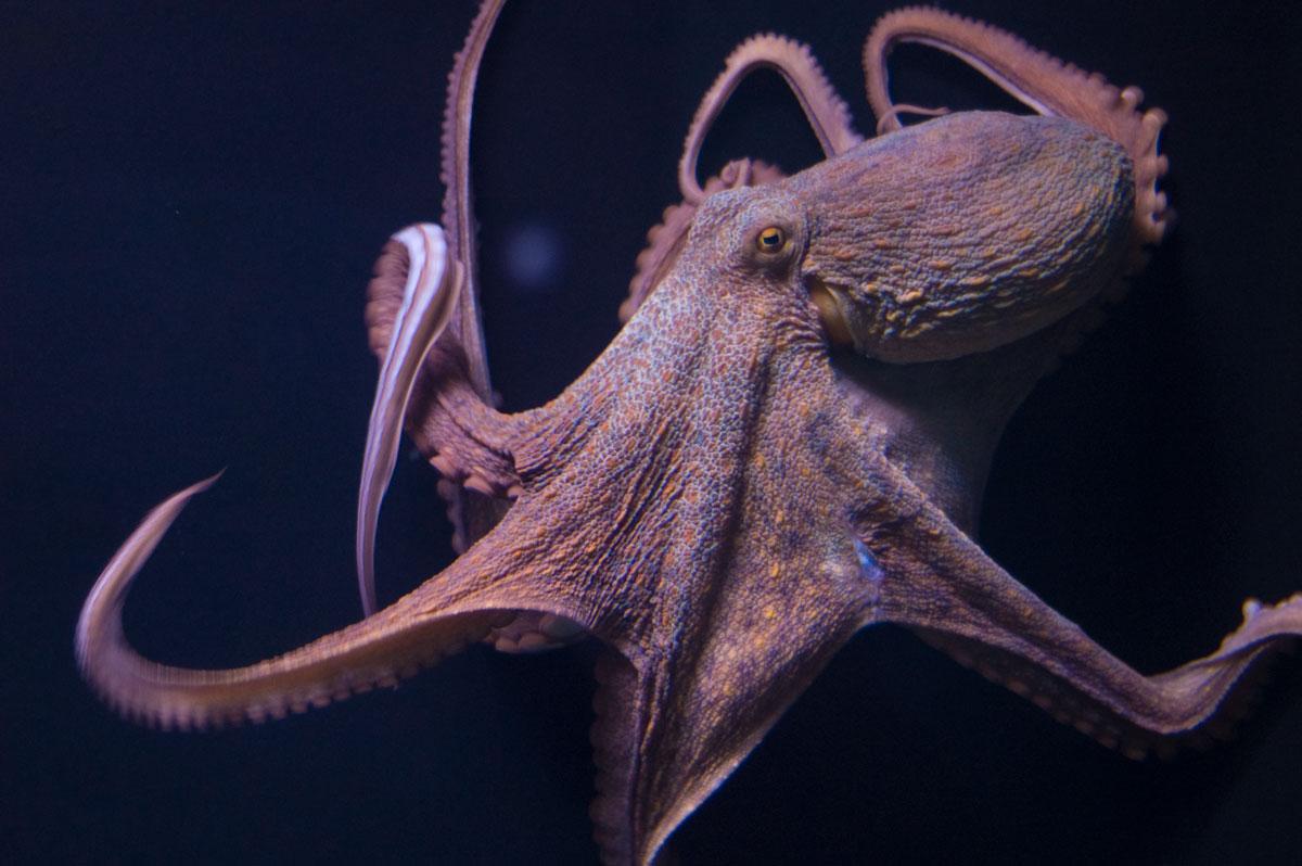 Octopus kép