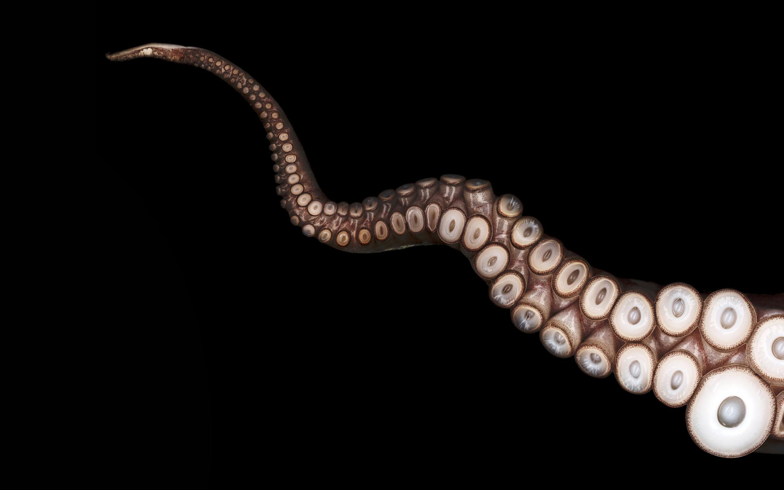 Octopus taʻavale